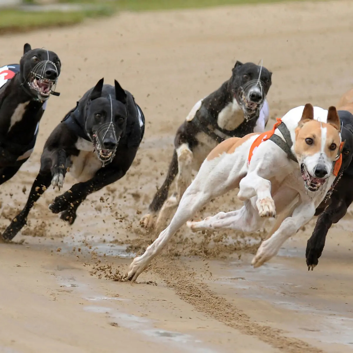 Romford Dogs