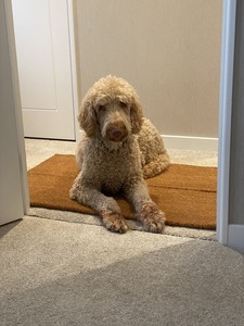 Dogs of Sandy Bay