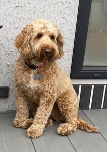 Mac