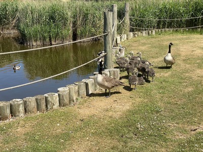 Pond 1