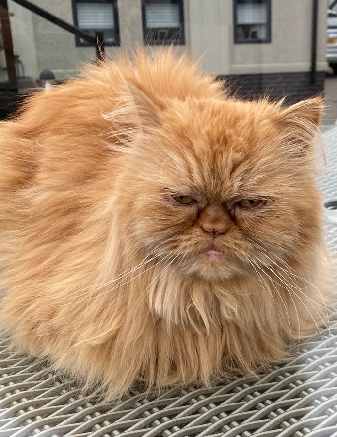 Oscar