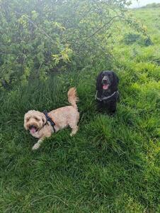 Alfie & Archie