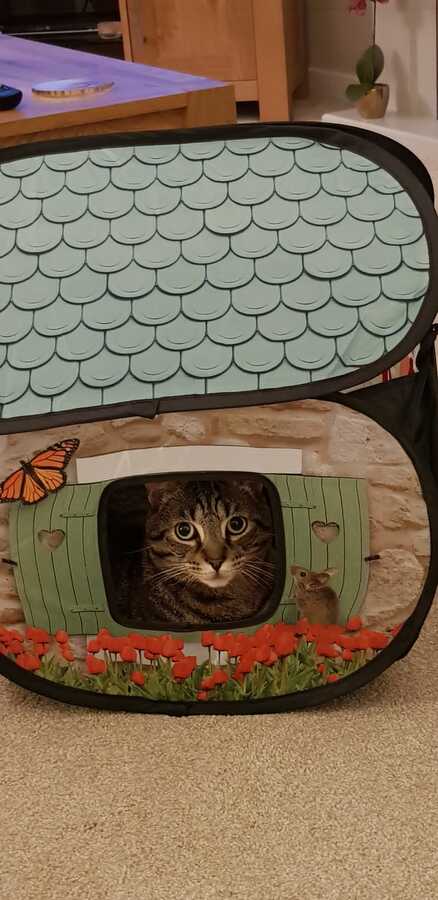 Tiggy