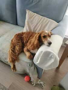 Buddy