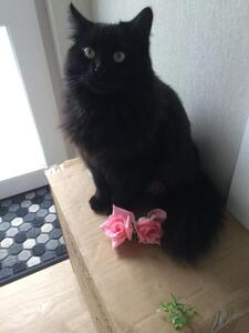 Sooty
