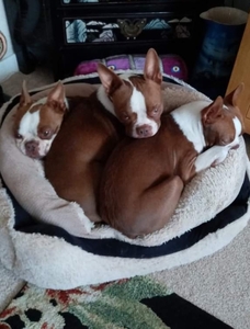 Basil, Bailey & Lola