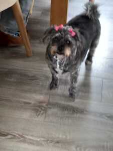 Daisey
