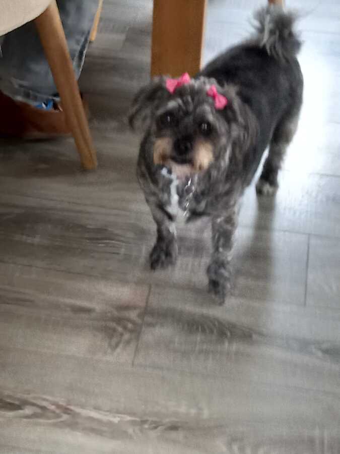 Daisey