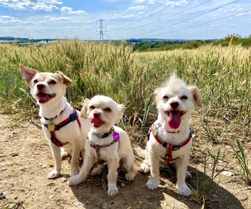 Fred, Ginger & Errol