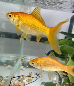 Other Pets of Sandy Bay