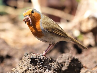 Early Bird