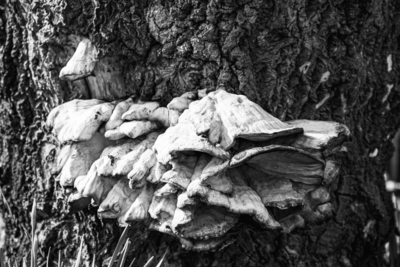 Fungus