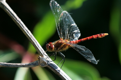 The Dragonfly
