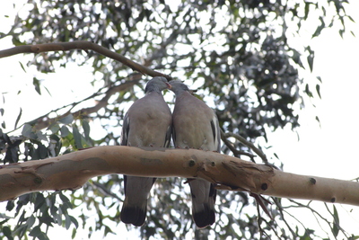 The Love Birds