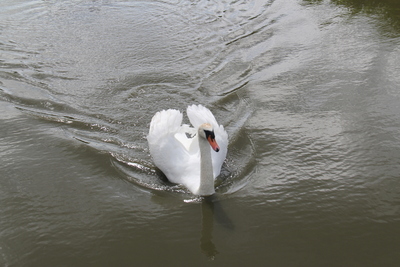The Swan