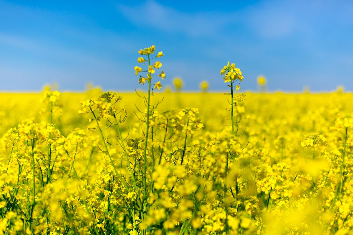 Ukrainian_National_Colours_Flowers_and_Sky